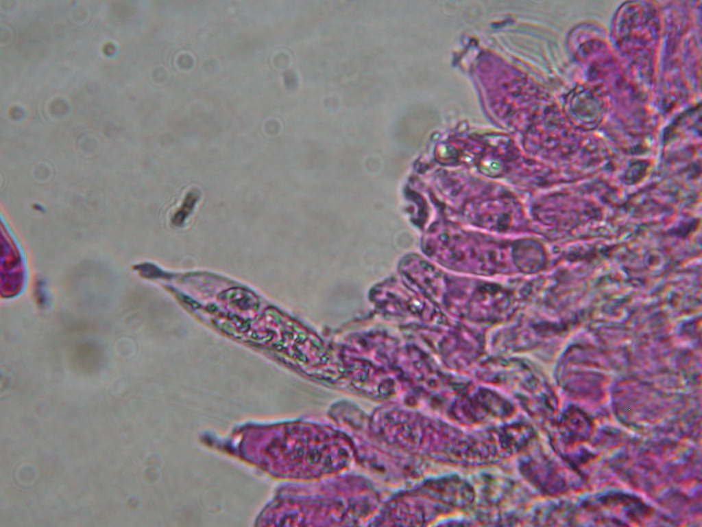 Pectinatoides ...!!!